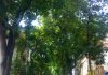 tree lined street in the city of Hanoi